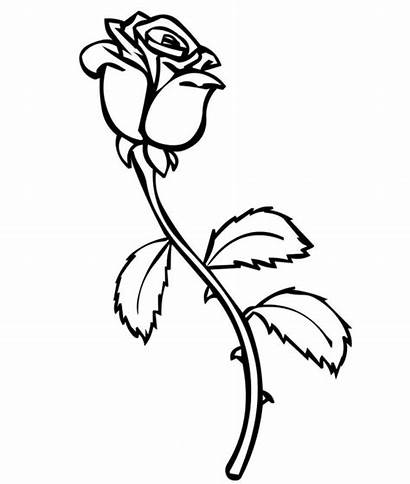 Coloring Pages Rose Roses Printable