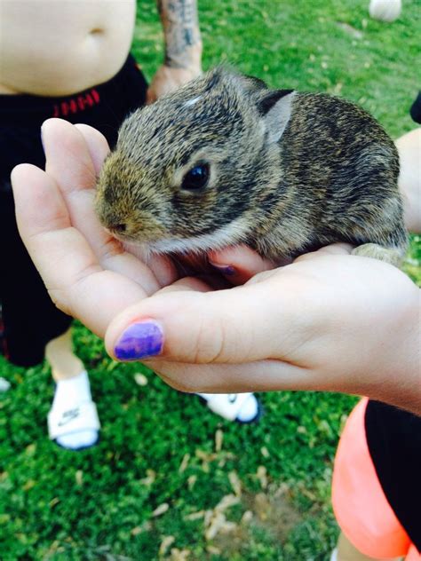 My Neighbors Found Baby Bunnies In Their Yard So We Got To Hold Them
