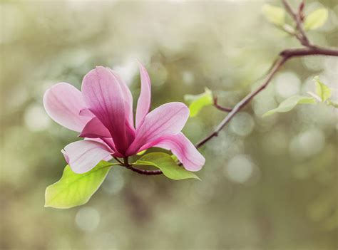 Magnolia plena c.l.peng & l.h.yan. Pink Magnolia Flower Photograph by Jaroslaw Blaminsky
