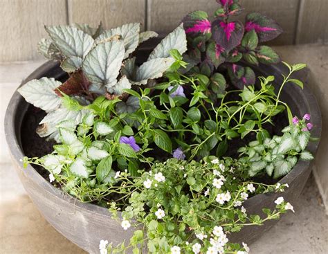 Shade Plants For Pots Hearth And Vine