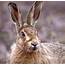 Hare Facts History Useful Information And Amazing Pictures