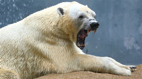Polar Bear Attack Leaves Hunter Dead Two Others Injured In Canada