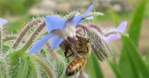 Temperate Climate Permaculture Permaculture Plants Borage