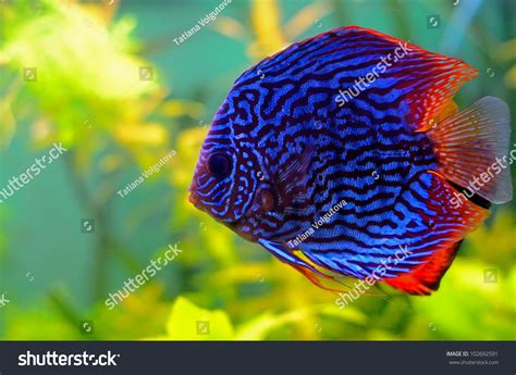 Blue Discus Fish Aquarium Stock Photo 102692591 Shutterstock