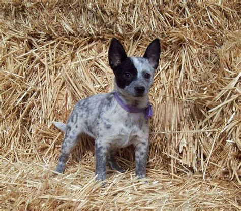 Looking for a puppy or dog in ohio? Miniature blue heeler puppies for sale near me ...