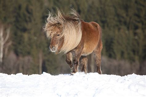 Falabella Horse Info Pictures Temperament And Traits Pet Keen