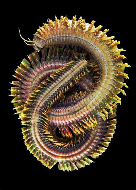 The Weird And Wonderful World Of Sea Worms