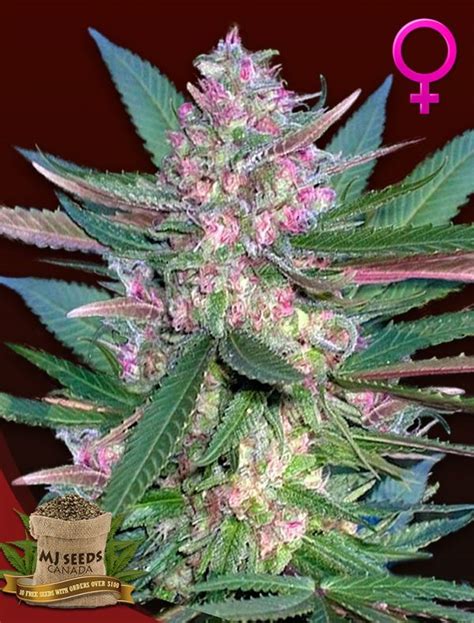 Buy Cotton Candy Feminized Mj Seeds Canada