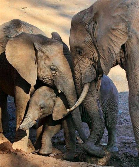Pin By Bernadette Garcia On Elephants Elephant Photography Animals
