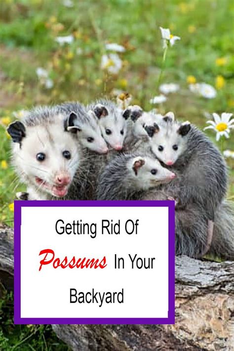 How To Get Rid Of Possums In Your Backyard For Good 2020