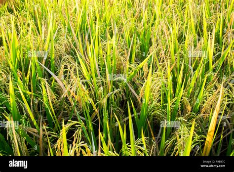 Fresh Rice Plants Closeup Before Harvest Ubud Bali Indonesia Stock