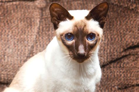 Chocolate Point Siamese Everything You Need To Know That Cuddly Cat