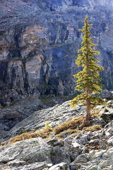Backlit Pine Tree Opabin Plateau Yoho National Park Canada Stock