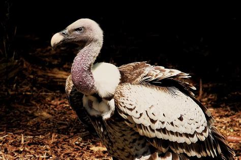 Vulture Photograph By Paulette Thomas Fine Art America