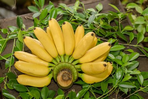 10 Different Types Of Bananas Species Banana Guide