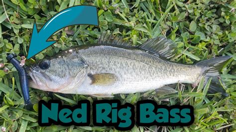 Ned Rig Bass Fishing Youtube