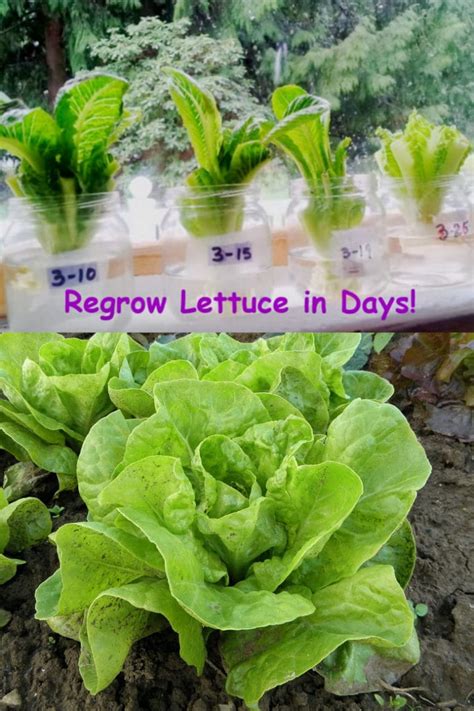 12 Best Veggies And Herbs To Regrow From Kitchen Scraps A Piece Of Rainbow