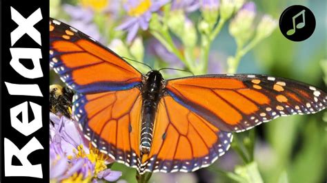 Meditar Viendo Mariposas 🦋y Escuchando El Susurro De Grillos Relax