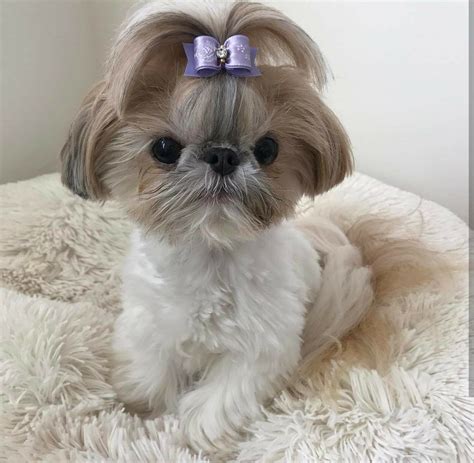 Pin By Jennifer Friedman On Shih Tzu Dogs And Other Cute Dogs Teddy