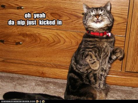 Oh Yeah Lolcats Lol Cat Memes Funny Cats Funny Cat Pictures