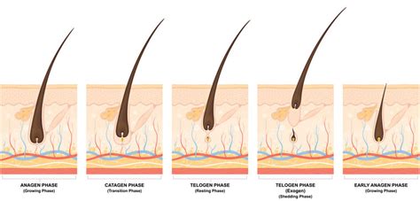 In this phase, hair grows about 1cm a month approximately and stay in growing phase from 2 to 7 years. Hair Growth Stages | How You Can Increase Anagen Phase of ...