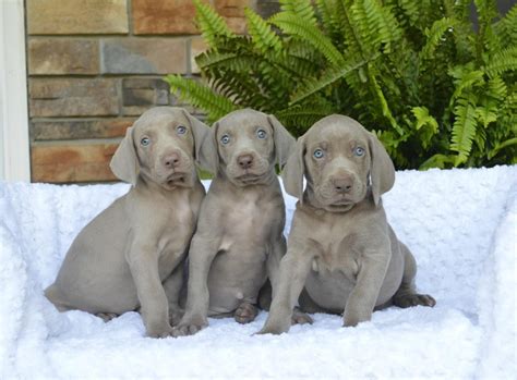 Weimaraner Puppies For Sale Rooseveltown Ny 244539