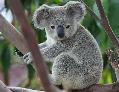Photo Courtesy Of Beautiful And Amazing World On Facebook Koala