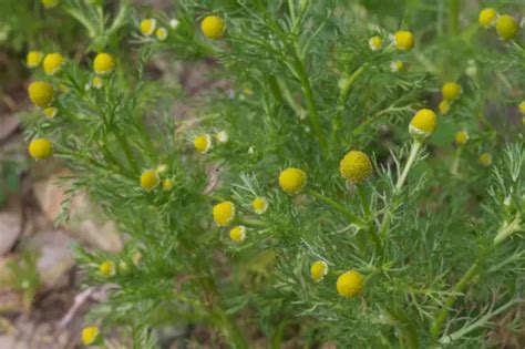 Forage It Pineapple Weed Tea Grow It Cook It Can It