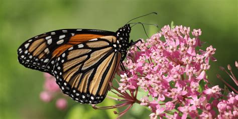 Good News For Eastern Monarch Butterfly Population The