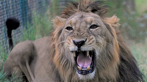 Rare Asiatic lions threatened as sanctuary deaths rise | World | The Times