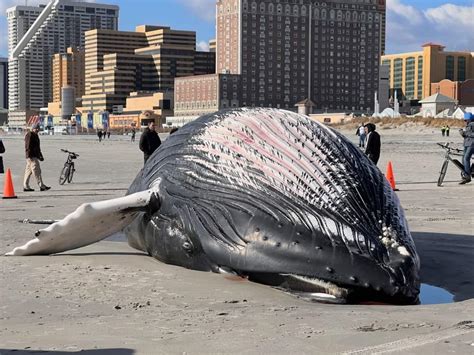 Another Whale Washes Up On Atlantic City Beach Shore Local Newsmagazine