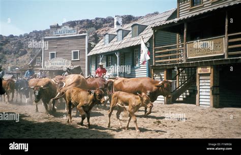 Cowboys Driving Cattle Stock Photo Alamy