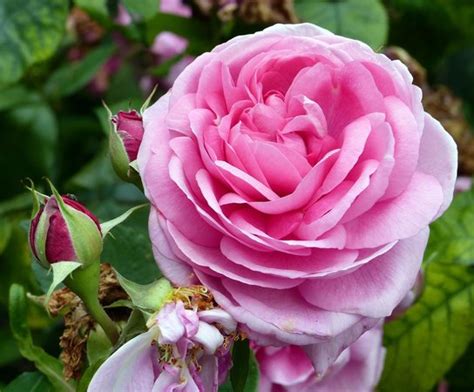 Queen Mary Rose Garden Pink Rose Picture Of Queen Marys Gardens