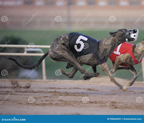 Racing Greyhound Editorial Photo 96064659