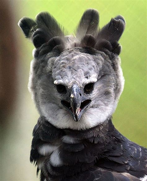 Harpy Eagle Harpia Harpyja It Is Panamas National Bird Harpy