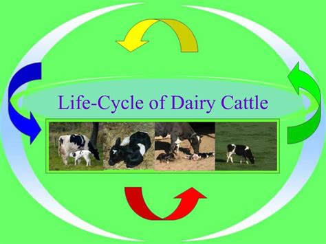 Ppt Life Cycle Of Dairy Cattle Powerpoint Presentation Free Download