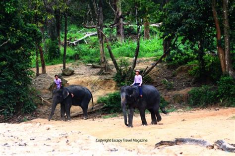 It was built in 2012 on a 256 hectare site of which 90% has been left in its natural forest state in order to provide a home for the elephant orphans who live here. Sojourn In Terengganu: Kenyir Elephant Conservation ...