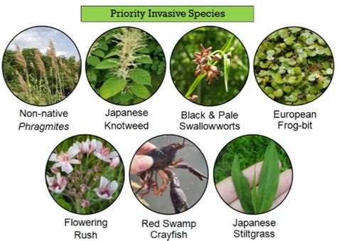 Invasive Species What Are They Oakland County Cisma
