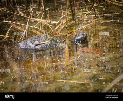 Alligator In Swamp Stock Photo Alamy