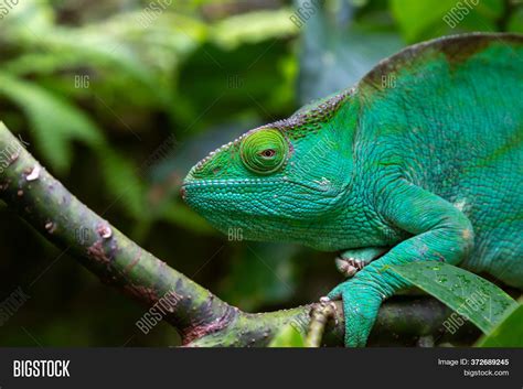 One Green Chameleon On Image And Photo Free Trial Bigstock