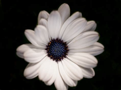 Desktop Wallpaper Daisy Flower White Portrait Hd Image Picture