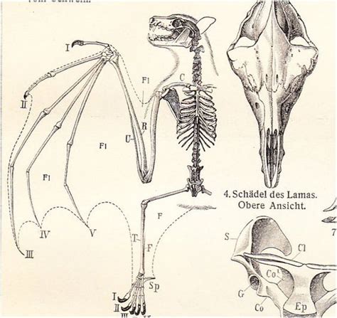 Bat Skeleton Drawing