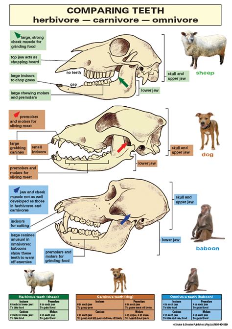 Animal Teeth Chart