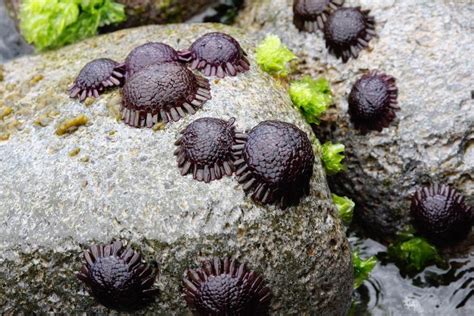 Sea Urchin 52 Weird Creatures Zoology Sea Creatures