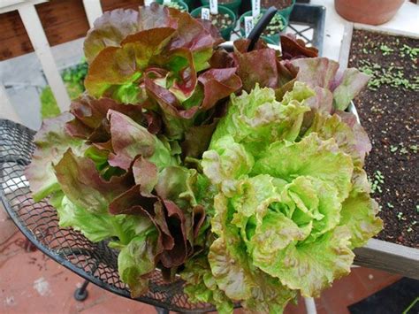 Growing Lettuce How To Grow Lettuce Planting Lettuce Artofit