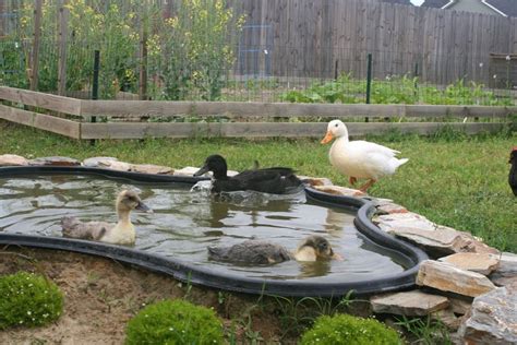 He was going to spend the golden years fishing for monster rock quarry bass, but soon discovered the previous owners had started a piping system to flood adjacent ag. Love this idea for the duck lounge area. | Backyard ducks ...