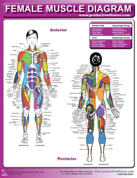 Chart Of Body Muscles