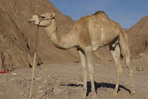 They are evolved from the algae that lived in the. Camel history and some interesting facts