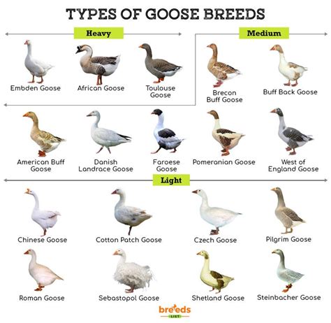 Geese Breeds Facts Types And Pictures