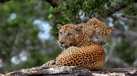 Sri Lanka Wildlife Safari Tour Trip Ways
